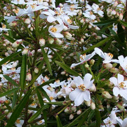 Choisya ternata 'Aztec Pearl'